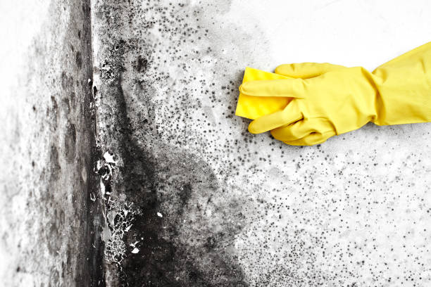 Best Emergency Mold Removal  in Mount Wolf, PA