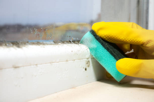 Best Crawl Space Mold Removal  in Mount Wolf, PA
