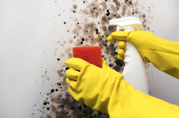 Best Office Mold Removal Services  in Mount Wolf, PA