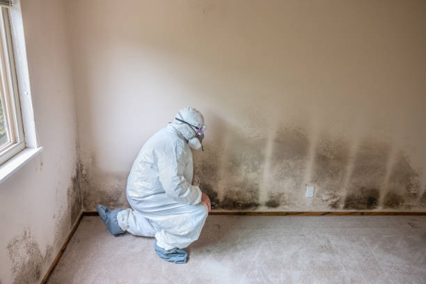 Mold Testing and Removal in Mount Wolf, PA