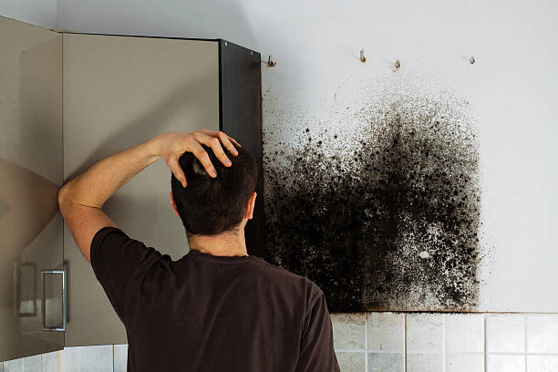 Best Professional Mold Removal  in Mount Wolf, PA
