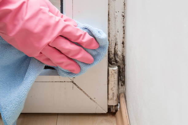 Best Certified Mold Removal  in Mount Wolf, PA