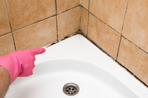 Best Mold Cleaning Services  in Mount Wolf, PA